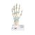 Modello di scheletro della mano con legamenti e tunnel carpale - 3B Smart Anatomy, 1000357 [M33], Modelli di scheletro della mano e del braccio (Small)