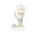 Modello di scheletro della mano con legamenti e tunnel carpale - 3B Smart Anatomy, 1000357 [M33], Modelli di scheletro della mano e del braccio (Small)