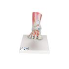 Modello di scheletro del piede con legamenti e muscoli - 3B Smart Anatomy, 1019421 [M34/1], PON Biologia - Laboratorio di Anatomia umana