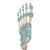 Modello di scheletro del piede con legamenti - 3B Smart Anatomy, 1000359 [M34], Modelli di scheletro del piede e della gamba (Small)