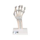 Scheletro della mano con legamenti elastici - 3B Smart Anatomy, 1013683 [M36], Modelli di scheletro della mano e del braccio