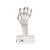 Scheletro della mano con legamenti elastici - 3B Smart Anatomy, 1013683 [M36], Modelli di scheletro della mano e del braccio (Small)