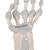 Scheletro della mano con legamenti elastici - 3B Smart Anatomy, 1013683 [M36], Modelli di scheletro della mano e del braccio (Small)
