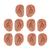 Orecchie per agopuntura, set per 10 studenti, 1000376 [N16], Modelli di Orecchio, Naso e Gola (Small)