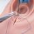 Simulatore di sutura e taglio del perineo, 1019639 [P95], Ostetricia (Small)