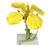 Fiore di colza (Brassica napus ssp. oleifera), modello, 1000531 [T21020], Dicotilèdoni (Small)