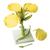 Fiore di colza (Brassica napus ssp. oleifera), modello, 1000531 [T21020], Dicotilèdoni (Small)