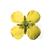 Fiore di colza (Brassica napus ssp. oleifera), modello, 1000531 [T21020], PON Agrarie - Laboratorio di Biologia e Scienze Ambientali per scuole Agrarie (Small)