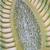 Camomilla comune (Matricaria chamomilla), modello, 1000533 [T21023], Dicotilèdoni (Small)