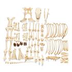 Scheletro di bovino (Bos taurus), senza corna, disarticolato, 1020975 [T300121w/oU], osteologia