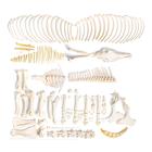 Scheletro di cavallo (Equus ferus caballus), maschio, disarticolato, 1021004 [T300141fU], osteologia