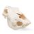 Cranio di bovino (Bos taurus), senza corna, preparato, 1020977 [T300151w/o], Animali da fattoria (Small)
