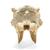 Cranio di bovino (Bos taurus), senza corna, preparato, 1020977 [T300151w/o], Animali da fattoria (Small)