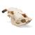 Cranio di bovino (Bos taurus), con corna, preparato, 1020978 [T300151w], Animali da fattoria (Small)