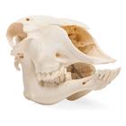 Cranio di pecora (Ovis aries), femmina, preparato, 1021028 [T300181f], Artiodàttili (Artiodactyla)