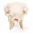 Cranio di pecora (Ovis aries), femmina, preparato, 1021028 [T300181f], Animali da fattoria (Small)