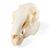 Cranio di lepre (Oryctolagus cuniculus var. domestica), preparato, 1020987 [T300191], Animali (Small)