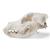 Cranio di cane (Canis lupus familiaris), taglia L, preparato, 1020995 [T30021L], Animali (Small)