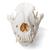 Cranio di cane (Canis lupus familiaris), taglia L, preparato, 1020995 [T30021L], Stomatologia (Small)