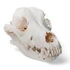 Cranio di cane (Canis lupus familiaris), taglia M, preparato, 1020994 [T30021M], Animali