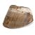 Piede e zoccolo di cavallo (Equus ferus caballus), preparato, 1021051 [T300231], osteologia (Small)