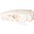 Cranio di ratto (Rattus rattus), preparato, 1021038 [T300271], Piccoli animali (Small)