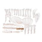 Scheletro di pecora (Ovis aries), maschio, disarticolato, 1021027 [T300361mU], osteologia