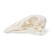 Cranio di oca (Anser anser domesticus), preparato, 1021035 [T30042], uccelli (Small)