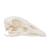 Cranio di oca (Anser anser domesticus), preparato, 1021035 [T30042], Stomatologia (Small)