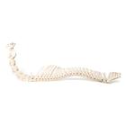 Cavallo (Equus ferus caballus), colonna vertebrale, montaggio flessibile, 1021048 [T30056], osteologia