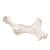 Cavallo (Equus ferus caballus), bacino, 1021056 [T30060], osteologia (Small)