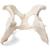 Cane (Canis lupus familiaris), bacino, 1021062 [T30065], osteologia (Small)