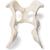Cane (Canis lupus familiaris), bacino, 1021062 [T30065], osteologia (Small)
