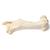 Mammiferi ossa femore, 1021065 [T30066], osteologia (Small)