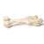 Mammiferi ossa femore, 1021065 [T30066], osteologia (Small)
