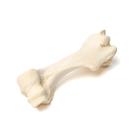 Mammiferi ossa braccio, 1021066 [T30067], osteologia