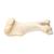 Mammiferi ossa braccio, 1021066 [T30067], osteologia (Small)