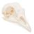 Cranio di pollo (Gallus gallus domesticus), preparato, 1020968 [T30070], Ornitologia (uccelli) (Small)