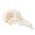 Cranio di piccione (Columba livia domestica), preparato, 1020984 [T30071], uccelli