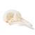 Cranio di piccione (Columba livia domestica), preparato, 1020984 [T30071], uccelli (Small)