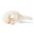 Cranio di piccione (Columba livia domestica), preparato, 1020984 [T30071], Ornitologia (uccelli) (Small)