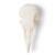 Cranio di piccione (Columba livia domestica), preparato, 1020984 [T30071], Stomatologia (Small)