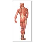 La muscolatura umana, lato posteriore, 1001153 [V2005M], Muscolo
