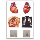 Il cuore I, anatomia, 4006552 [V2053U], Tavole Didattiche