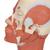Muscolatura della testa - 3B Smart Anatomy, 1001239 [VB127], Modelli di Testa (Small)