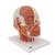 Muscolatura della testa con nervi - 3B Smart Anatomy, 1008543 [VB129], Modelli di Testa (Small)