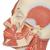 Muscolatura della testa con nervi - 3B Smart Anatomy, 1008543 [VB129], Modelli di Testa (Small)