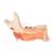 Metà mandibola con 8 denti cariati, in 19 parti - 3B Smart Anatomy, 1001250 [VE290], Modelli Dentali (Small)