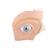 Occhio, ingrandito 5 volte, in 12 parti - 3B Smart Anatomy, 1001264 [VJ500A], Modelli di Occhio (Small)
