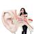 L’orecchio più grande del mondo, ingrandito 15 volte, in 3 parti - 3B Smart Anatomy, 1001266 [VJ510], Modelli di Orecchio, Naso e Gola (Small)